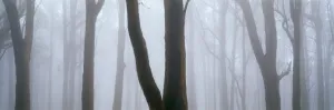Dreaming