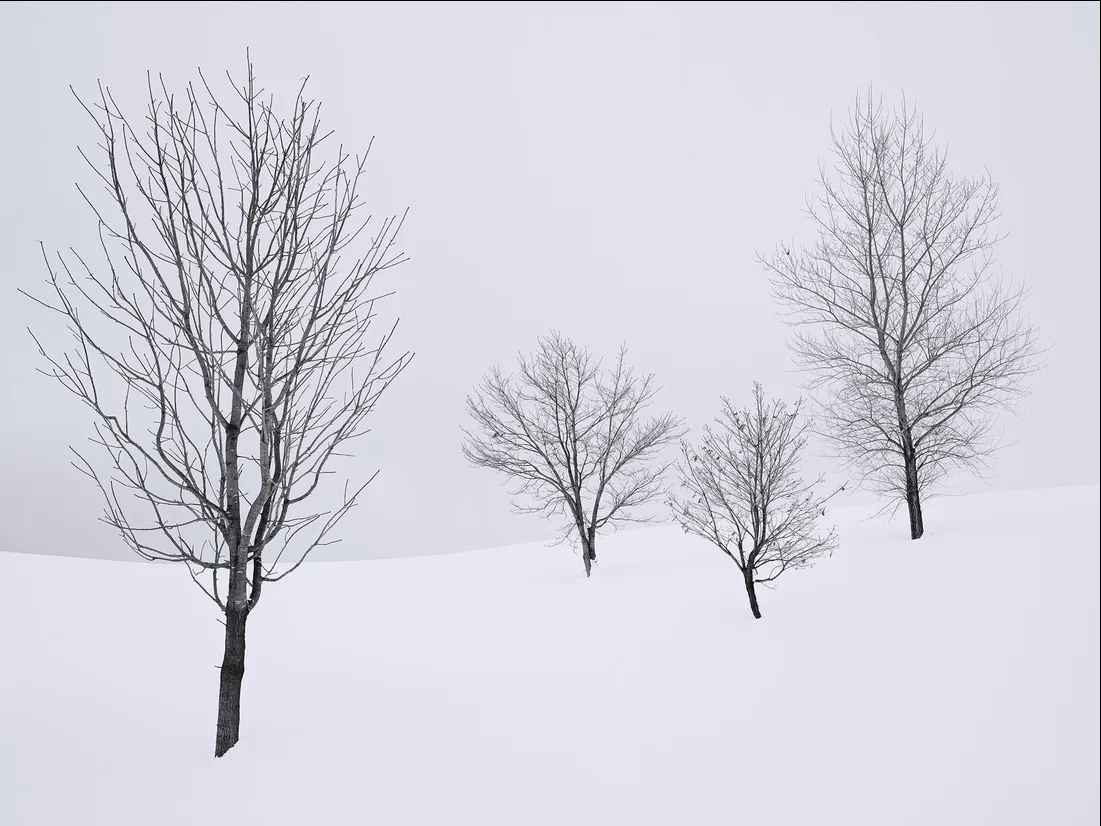 Four Trees