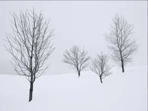 Four Trees
