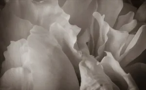 Petals 14