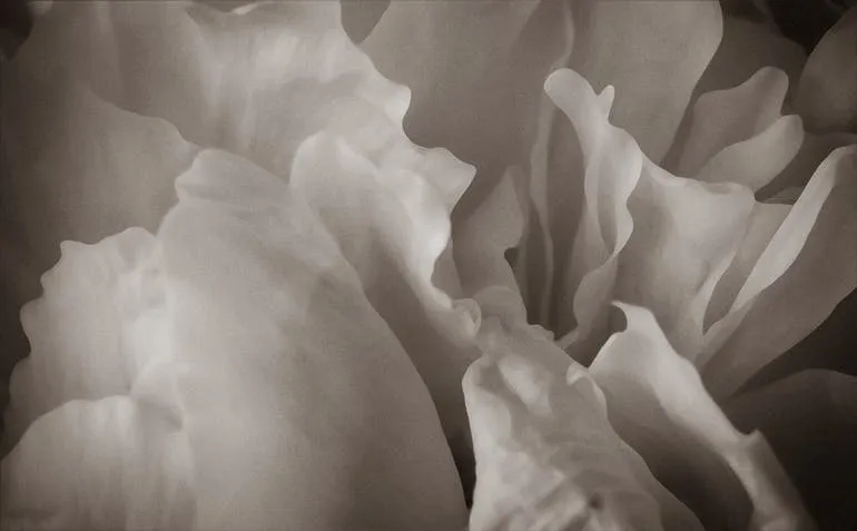 Petals 14