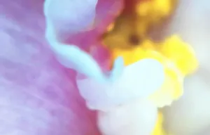 Petals 3