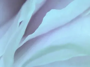 Petals 6