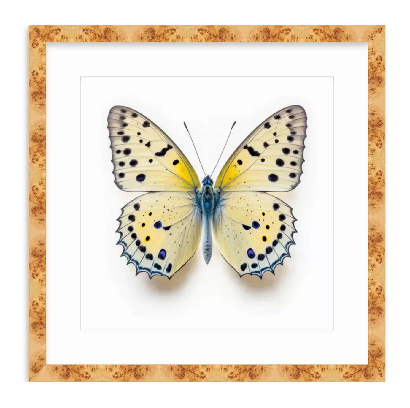 Yellow Butterfly Shadow Box Fine Art Print